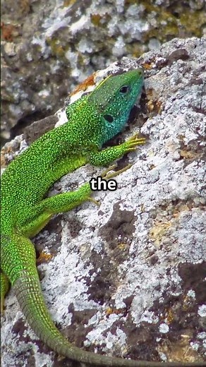 Top 10 Must-See Animals in Croatia! 🇭🇷🦅 (Wildlife You Didn’t Know Existed)