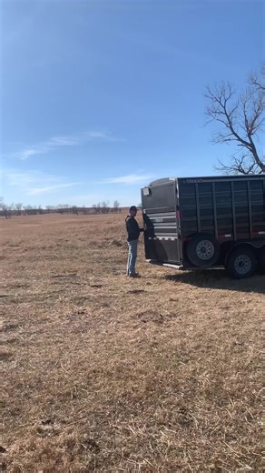 Yesterday we started around 2:00 and finished around 7:30 releasing the Pheasants. Took 5 groups out around Raven. A fulfilling feeling watching them head out into the wild. Had great help from Tate, Blake, and Kelli catching them all. That was definitely a workout! 🤣 Been a great experience of raising these birds. Definitely work! But worth it. Hopefully we can do our part to repopulate the land with them again. 🤘🏼🇺🇸 . #Pheasant #PheasantPharmer #WildLife #Outdoors