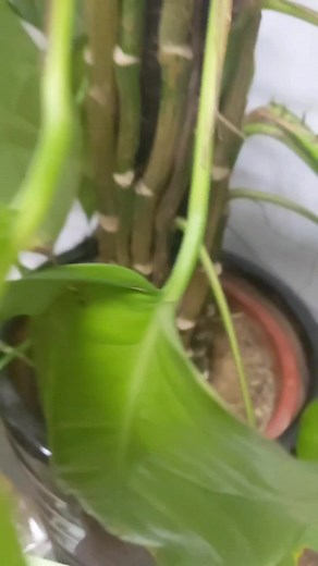 Indoor Potted Plant Care and Insect Identification
