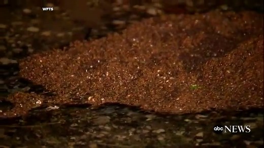 Floating colony of fire ants spotted in Florida floodwaters