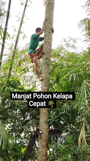 Easy Way to Climb a Coconut Tree Without Tools #shorts #viralshorts