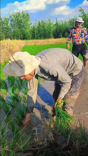 Farmer Planting Rice 🌾 | Traditional Rice Farming in the Village | Peaceful Rural Life 🧬
