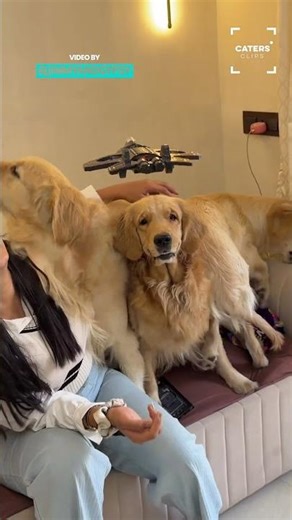 Three Dogs Vs One Toy