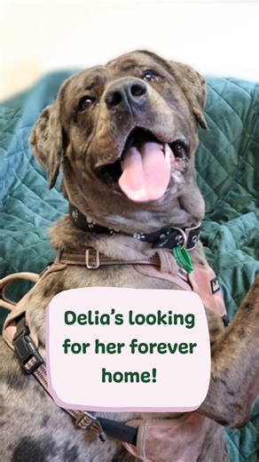 16K views · 175 reactions | Hello, my name's Delia! I'm searching for a home to share my endless love and energy. I'm a special girl who would make the perfect addition to someone's world. Here's just a few of my favourite things so you can see how wonderful I truly am! For more information or to apply to adopt me, visit my profile on the website - I can't wait to meet my new family! Love, Delia xxx https://www.jerrygreendogs.org.uk/dogs/delia/ | Jerry Green Dog Rescue | Facebook