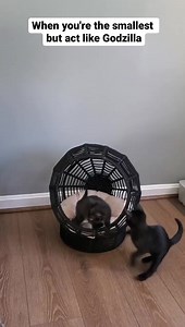 23K views · 988 reactions | I try to stop Jaffa from getting into fights (being the smallest) but he can hold his own  #resourcefulkitten #kittenfights #playtime #catfight #funnykittens #funnycats #funnyvideos #sillycats #blackcatsofinstagram #blackcats | Fostering kittens | Facebook