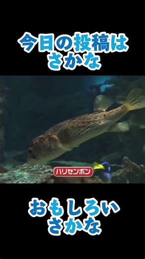 今日の投稿はさかな🐟🐡おもしろいさかな🐡YouTubeにてフルで公開中✨️✨️ぜひ見てね💕︎#子供向け #ニコニコアカデミー #面白い魚