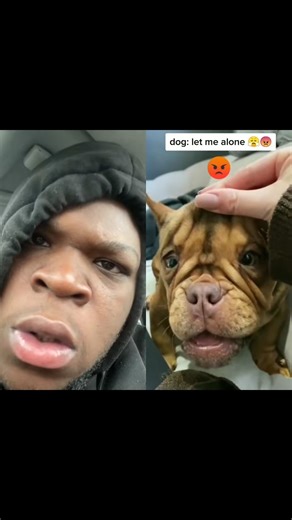 5M views · 115K reactions | Twinning! #puppy #cuteanimals #comedy #comedian #funny #reaction #angryreactions #joke #reels #viralreels | Angryreactions | Facebook