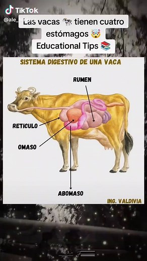 Las vacas y sus cuatro estómagos: curiosidades