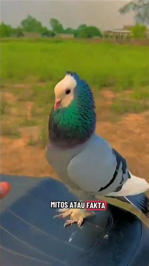 MITOS ATAU FAKTA MERPATI BLANTONG JEMBROS #merpatitinggian #merpatikolong #merpatibalap #burungdara