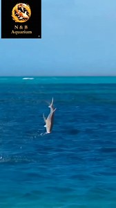 1.1M views · 17K reactions | පුලුවන්නම් පැය ගානක කැපවීමට  එකක්...