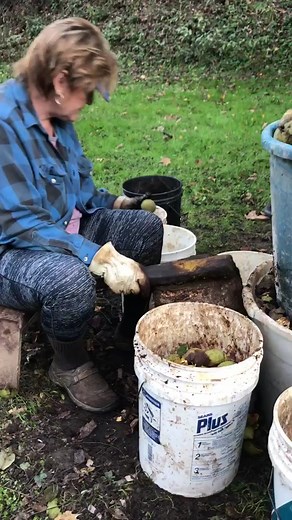 Still hulling out black walnuts!#blackwalnutseries