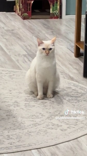 Meet Barney: The Adorable Tabby Cat Star