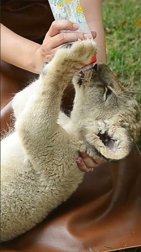 Baby Lion Drinking Milk: A Future King’s First Moments 🦁🍼