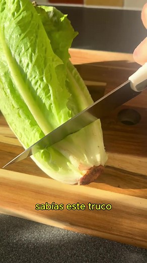 Ensalada de lechuga: Cultiva tu propia huerta en casa