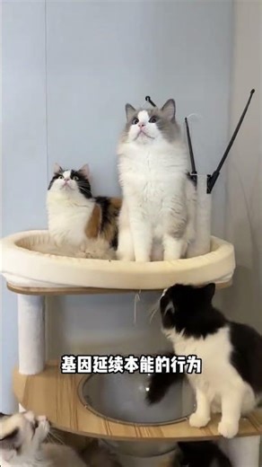 Unleashing the DNA-Driven Adorableness of Cats