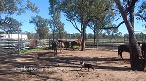 Ride With Me 62. Mustering (September). No mustering job is finished with the cattle in the yard. The bulls will be trucked later in the afternoon but for now we must make sure our best work-mates are looked after. Back at the Horse Yards, we unsaddle. We use lace rather than buckles on the girth because it's easier to maintain, easy to adjust to any horse and safer because there are no holes to tear out. A hose down to remove sweat that can cause scalding of the skin and a good rub behind the e