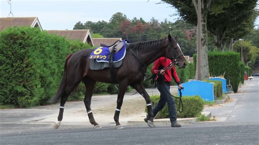 备战菊花赏的艾里王【20251021】