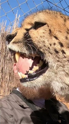 When Cheetahs Get Angry! | Gabriel Hisses Like A Cat, Warning Neighboring Cheetah To Back Off!