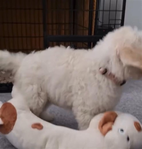 Dream 💭 come through | Sheepadoodle Rescue adoption & rehoming shelter