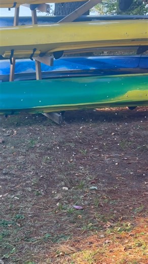 Fall has arrived and so have the Fairy Flies! https://www.perplexity.ai/search/woolly-aphid-fairy-fly-izwKsYPdRS67vq.QGyxtqQ#1 | Eagle Lake Narrows Country Store