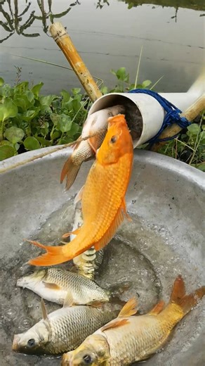 9.2K views · 28 reactions | Best effective PVC pipe fish trap in river #fishing #FishingLife #fish #reels | Catch Fish With ET | Facebook