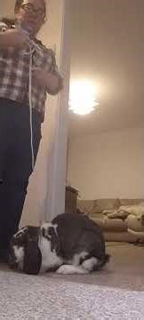 clicker training Steel Bunny