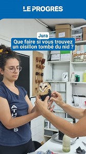 🦉🐦 Au Centre Athénas, un centre de soins pour animaux basé à l’Étoile dans le Jura, les oiseaux représentent 70 % de l’activité du site. Gilles Moyne, directeur du centre, vous explique le protocole à suivre lorsque vous repérez un oiseau tombé du nid… | Le Progrès