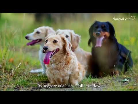 The Rainbow Bridge Poem Explained: Comfort, Origins, and How It Helps With Pet Loss | Funeral.com