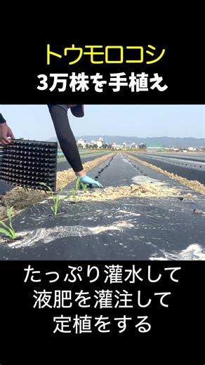 今年のトウモロコシは7 5反分を手植えしていきます！