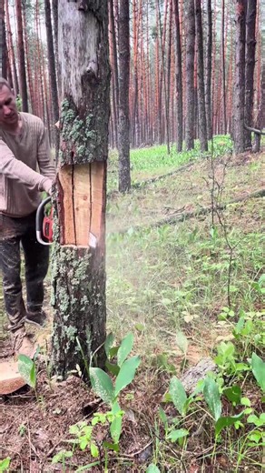 #cuttingskills #woodworking #forest #tree | Romano