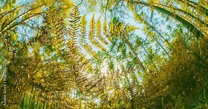 Transition Time Lapse Change Season From Green Summer To Yellow Colors Of Autumn Forest Landscape. Fern Leaves Foliage Natural Floral On Forest Background. Fall Coming. Sun Sunshine In Autumn Woods.