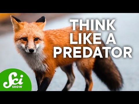 Predators vs Prey | The Secrets of The Animal Kingdom