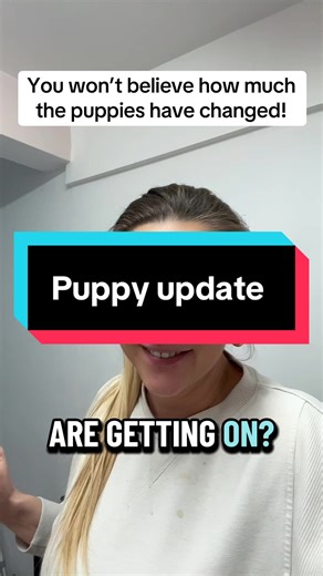 Puppy Update: Watch Our Growing Cockapoo Litter