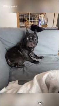 These Dogs’ Expressions Are Priceless! 🤣🐾