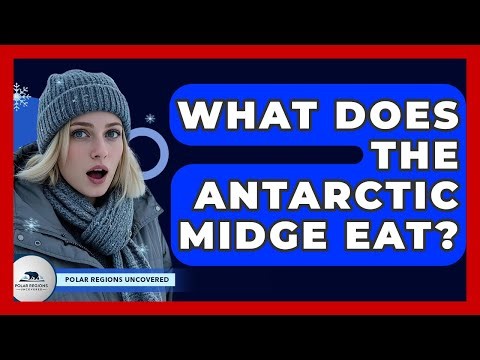 What Does The Antarctic Midge Eat? - Polar Regions Uncovered