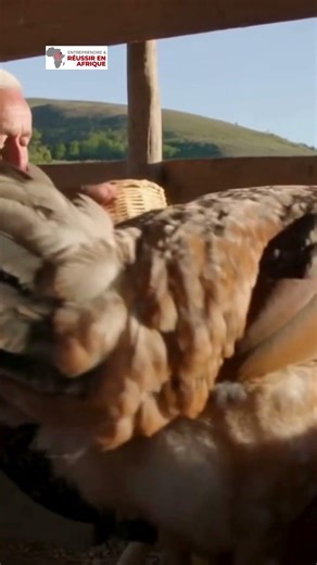 STOP! The Goliath chicken is different from other chickens #breeding