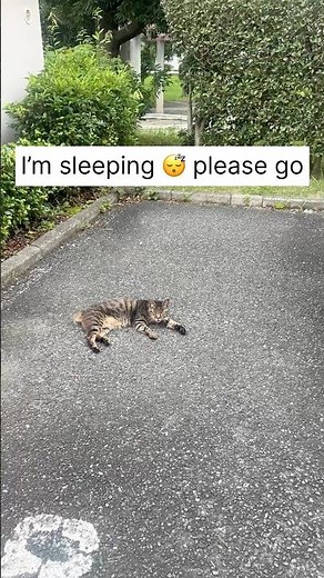 Sleepy Cat Says: “Go Away! I’m Sleeping!” 😾💤 | Funny Cat Moments