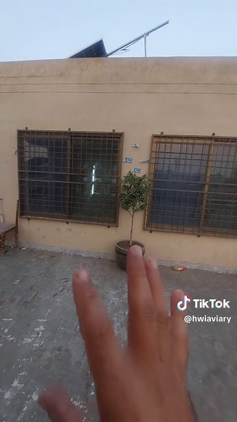 Morning Routine for Lovebird Breeding Season