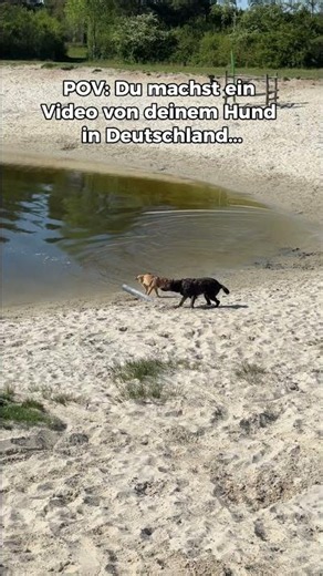 Typischer Tag als DogDad?!😭😂 Wer kennt’s? #dogdad #labrador #hund CC: @EisteeLePeach
