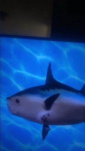 SpongeBob intro fandub zaverlandic my fandub (credits go to @i￼_love_any_cartoon￼)