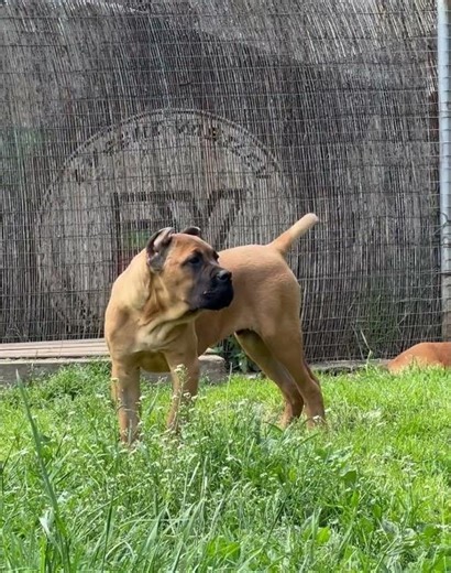 Cane Corso Puppy Barking Like a Big Dog #barking