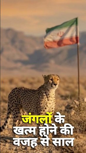 “Kabhi Bharat ki shaan… ab bas Iran me bacha 🐆”#extinctanimals#asiancheetah#cheetah#asiananimals#yt