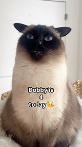 206K views · 15K reactions | I think she loves her birthday song  | Thatcatdobby | Facebook