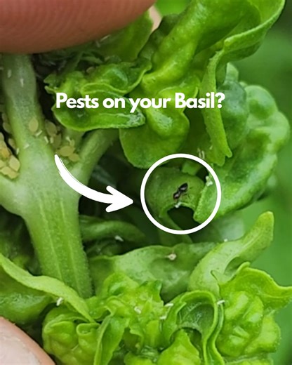 Bugs on your basil? No panic, just prune and pivot. It is all part of the garden rhythm. Spotting tiny pests like aphids might feel like a red flag, but it is really just a cue. Your basil needs a little extra support. Here is how we handle it, the natural way: Start by pruning. Snip off the leaves most overrun by bugs. This immediately lightens the load on your plant and gives it a fighting chance. Next, grab the neem oil. This gentle but powerful spray is safe for your herbs and fierce against