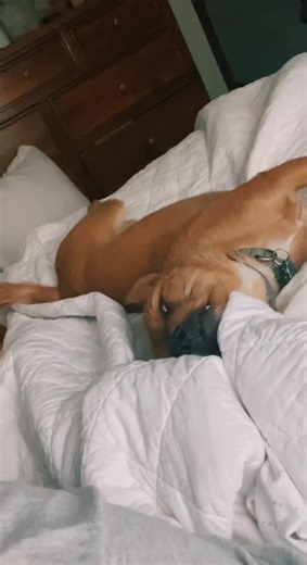 I just had to 😂 Kros is REALLLLLLY enjoying his momma being on summer break! #summervibes #teachersonbreak #iteachmiddles #kros #dogsoftiktok #sleepypuppy #sleepyhead #eyesopen