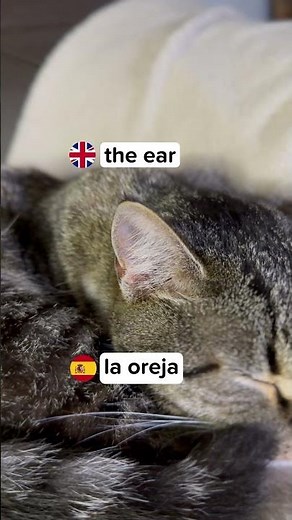 The Body Parts of a Cat in English and Spanish