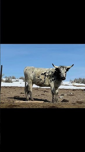 Livestock hauling like no other. Custom cabover left lane outlaw trucking. Above the rules drive on