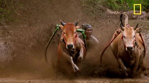 4.5M views · 56K reactions | Le pacu jawi est une course traditionnelle indonésienne, lors de laquelle un jockey s'accroche à deux taureaux par la queue, tandis que ceux-ci couvrent une distance d'environ 60 à 250 mètres sur une piste boueuse dans une rizière. | National Geographic | Facebook