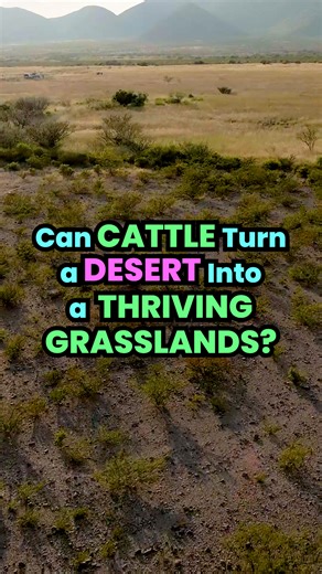 Growing Resilience SD | 🌵 Can cattle really bring a desert back to life? 🐂 Ray Archuleta says he’s seen it firsthand. In Mexico’s Chihuahuan Desert — just 10... | Instagram