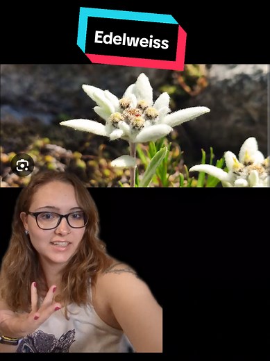 Exploring Edelweiss: The Iconic Alpine Flower